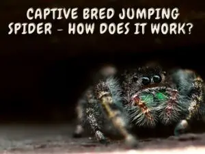 Captive Bred Jumping Spider