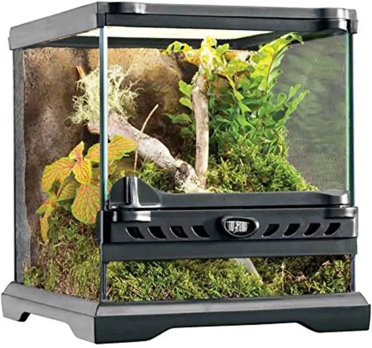 Cute Jumping Spider Enclosure Ideas Top 5 Enclosures Reviewed Jumping Spider