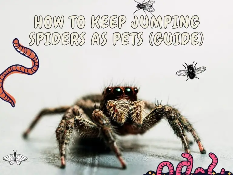Jumping Spiders As Pets