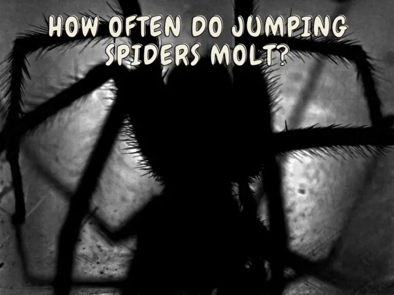 Jumping Spiders Molt