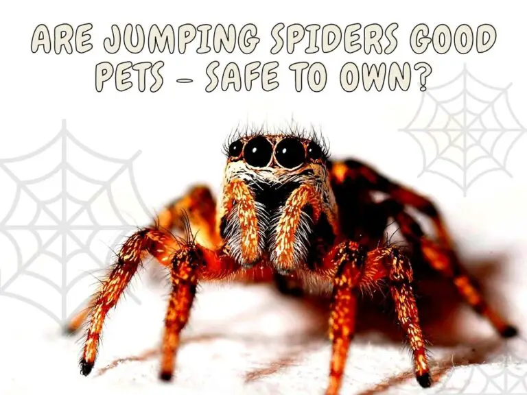 are jumping spiders good pets