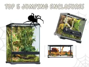 best jumping spider enclosures