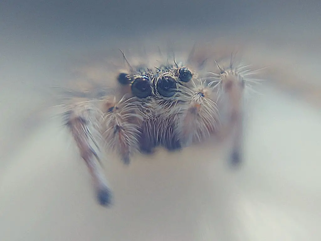 cute baby spiders