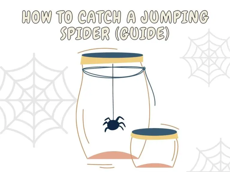how to catch a jumping spider guide