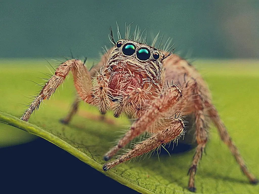 How do jumping spiders make a perfect landing? Watch and learn