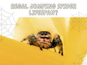 regal jumping spider life span