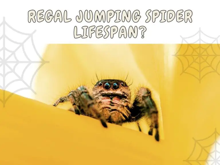 regal jumping spider life span