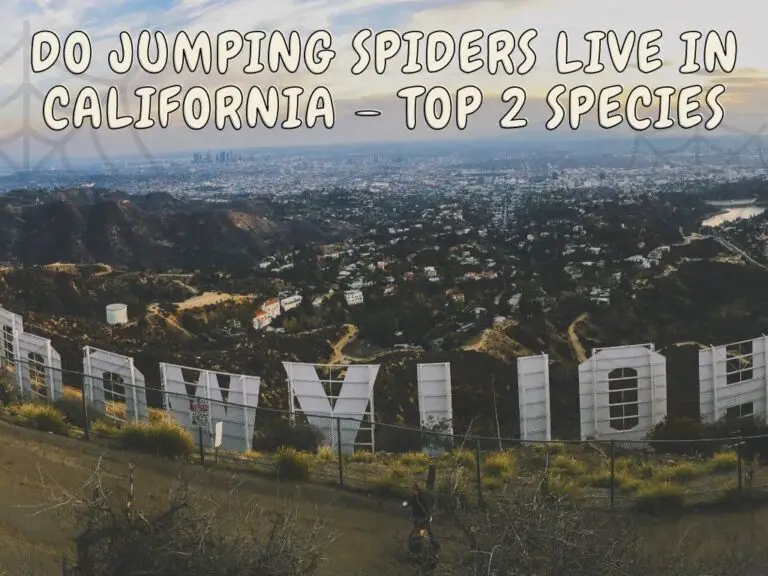 species Jumping Spiders Live in California