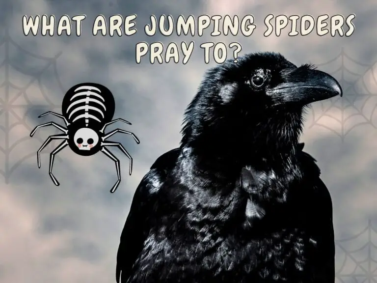 what are jumping spiders pray to