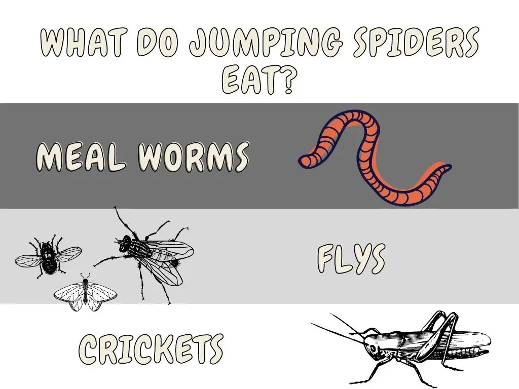 what do jumping spiders eat in winter