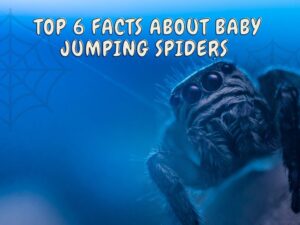 Facts About Baby Jumping Spiders