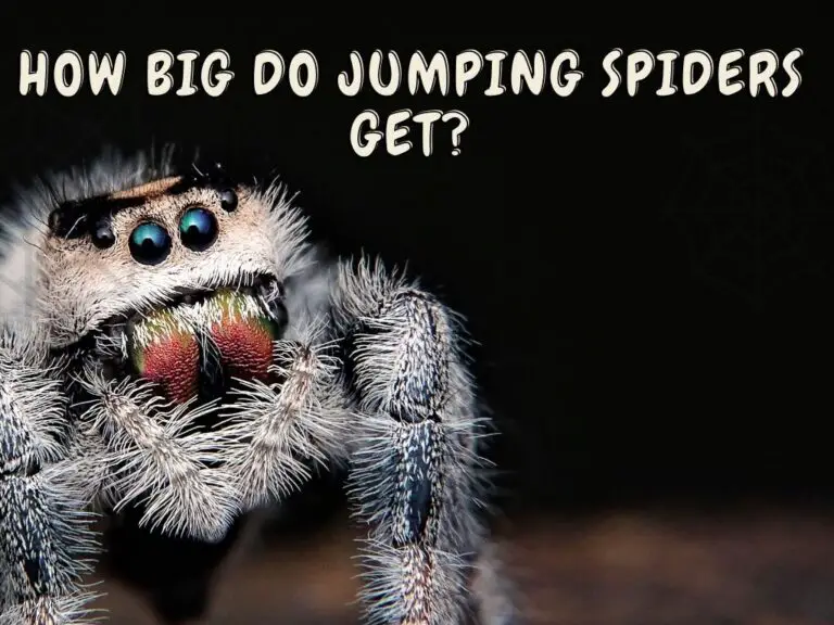 How Big Do Jumping Spiders Get