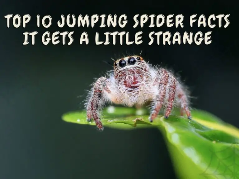 Jumping Spider Facts