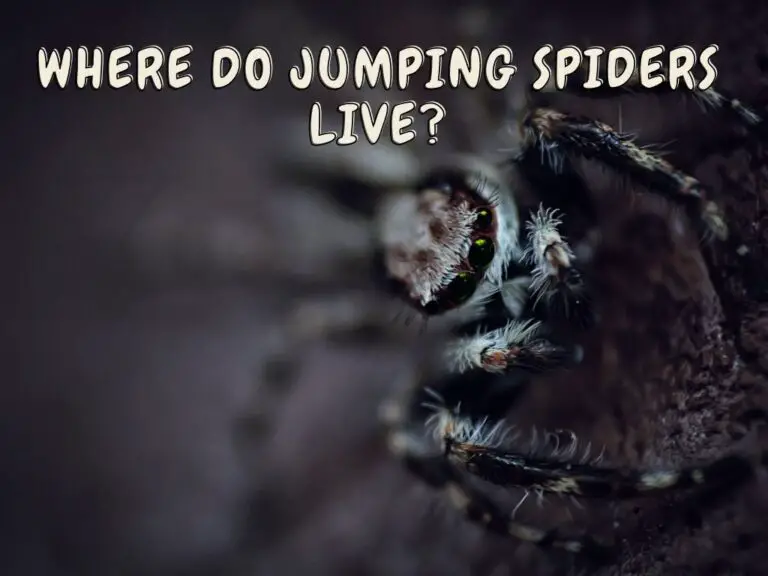 Where Do Jumping Spiders Live