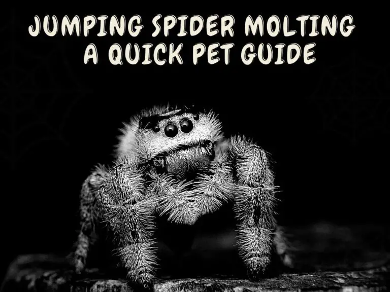 jumping spider molting