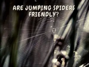 Are jumping Spiders Friendly