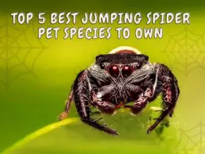 Jumping Spider Pet Species To Own