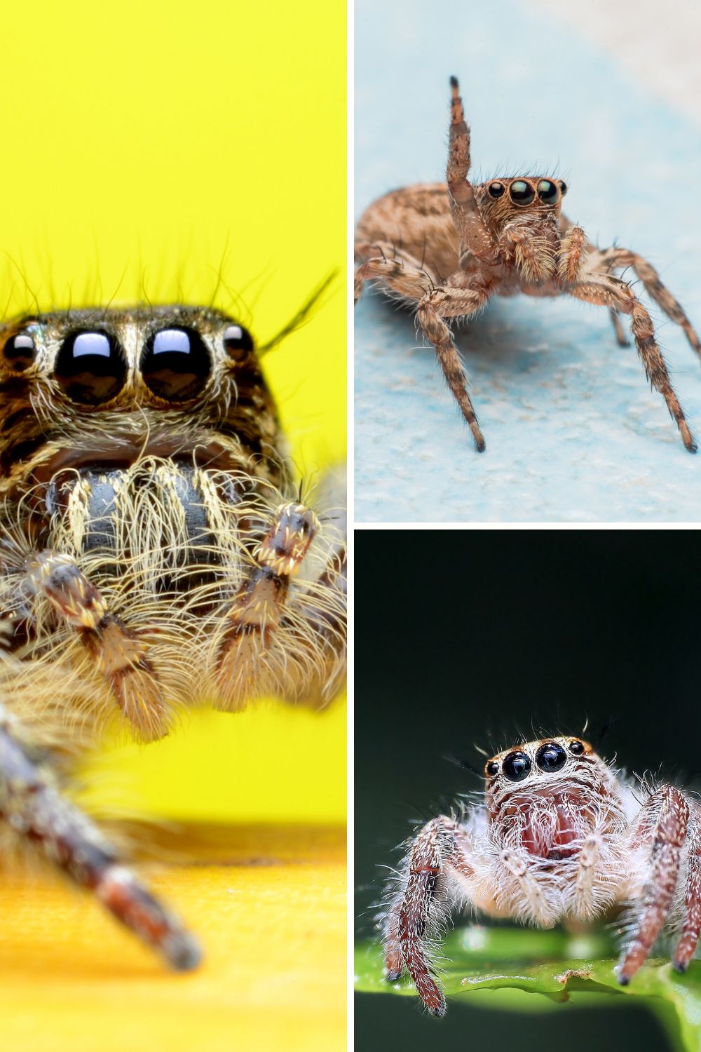 Distinguished jumping spider