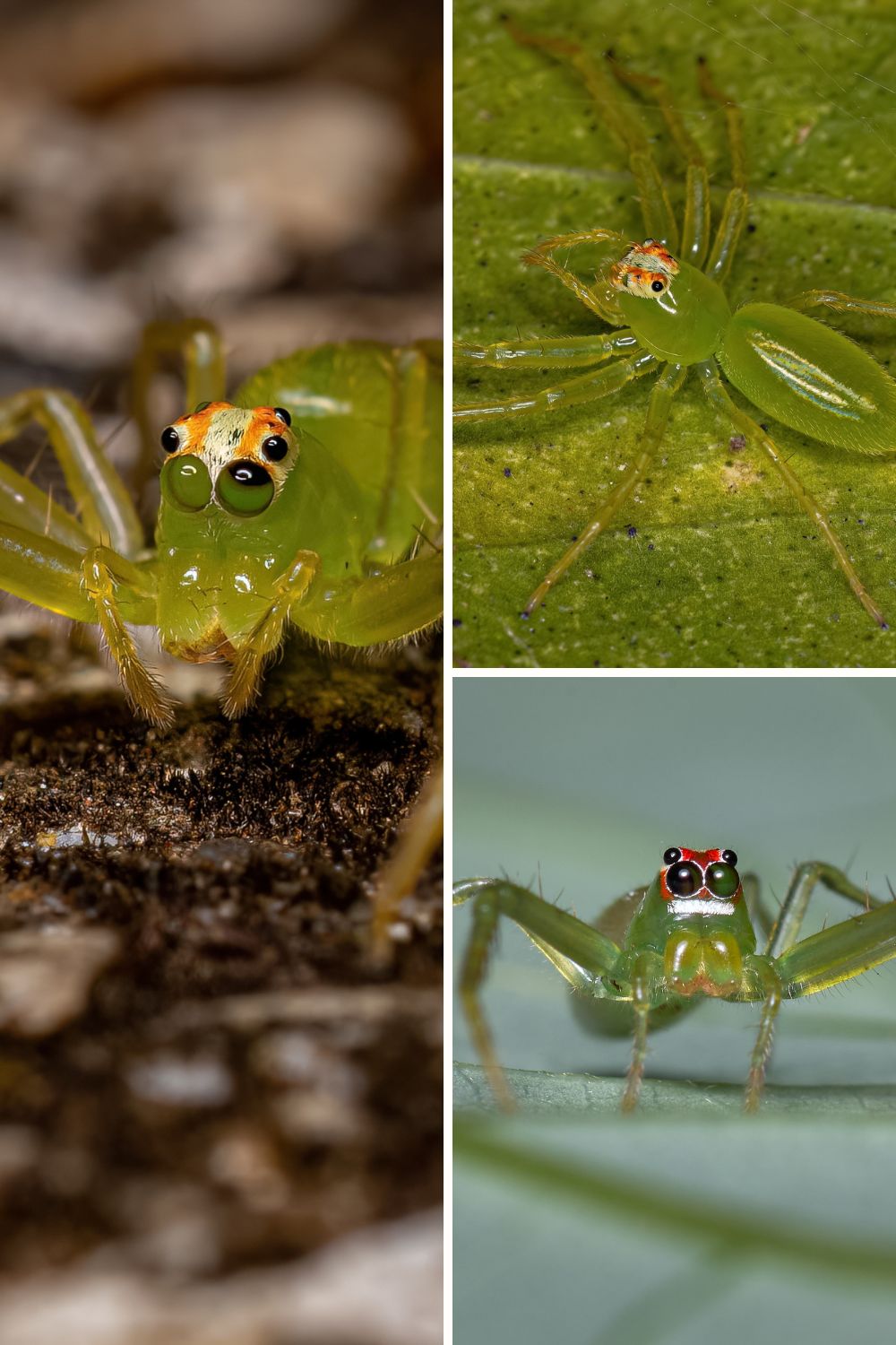 lyssomanes jumping spider