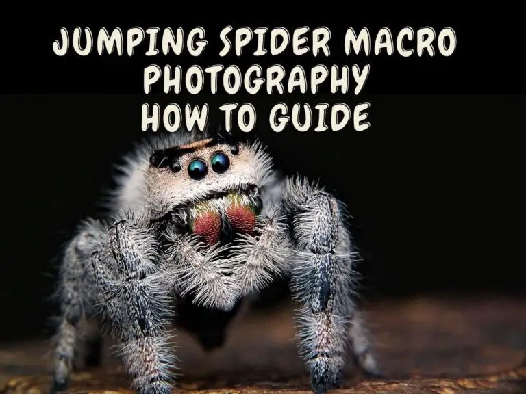 Jumping Spider Macro PhotoGraphy