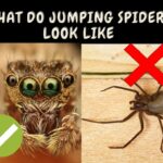 What Do Jumping Spiders Look Like