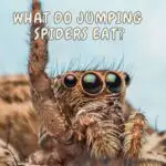 jumping spider food