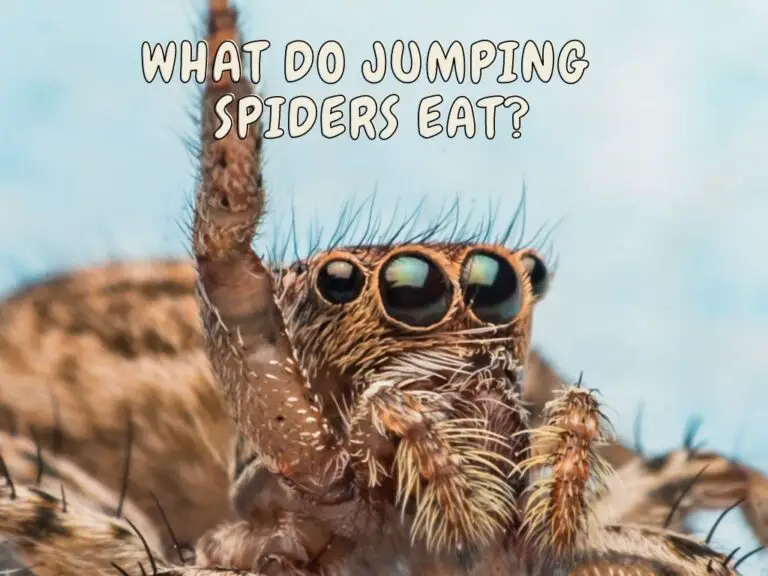 jumping spider food